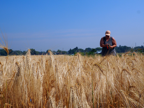 Woman walking through a field of barley, examining the crop in summer.