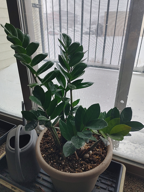 A glossy, rubbery, green indoor plant sits next to a snowy window.