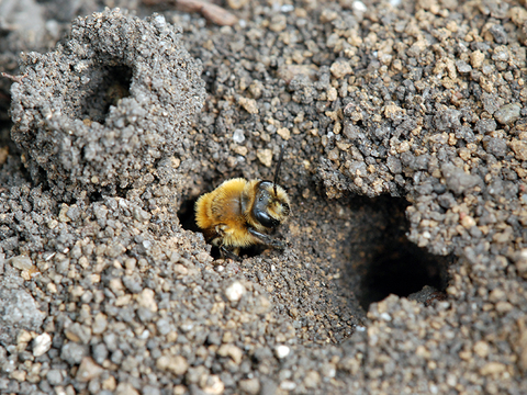  Adrenid bee coming out of its underground nest in the soil.