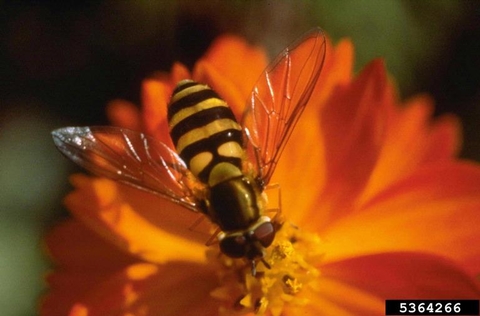 Adult syrphid fly on the center of an orange flower.