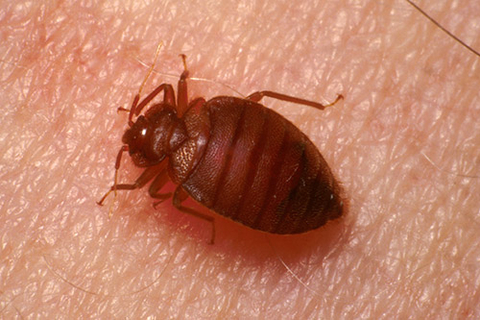 adult bed bug on human skin