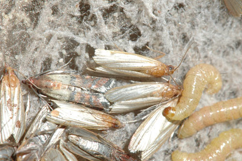 Indianmeal moth adults and larvae in webbing.