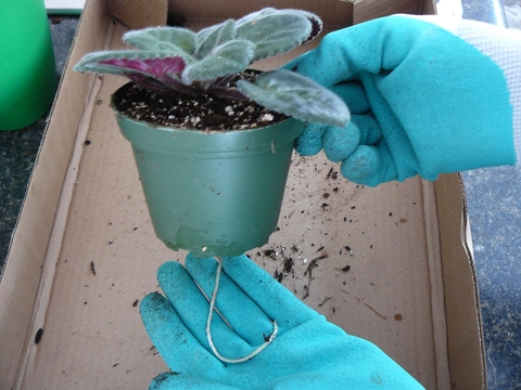 Gloved hands holding a potted plant with a wick hanging from the holes in the bottom of the pot.