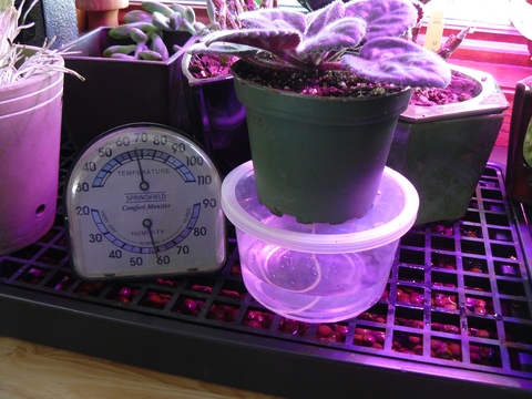 A plant on a clear plastic reservoir next to a humidity gauge sitting on a black tray with a grid and filled with brown pebbles and water. 