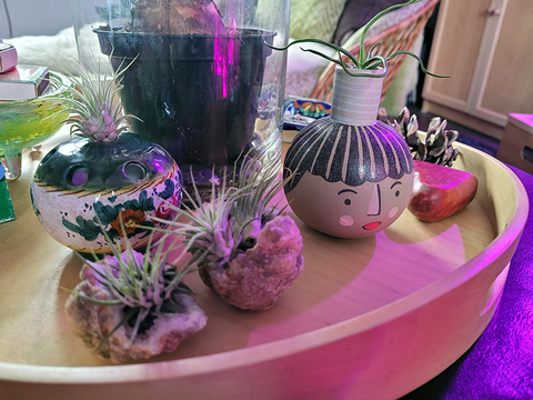 Air plant display featuring several plants
