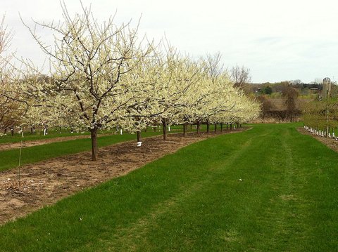 rows of flowering trees with grass lawns in between the rows