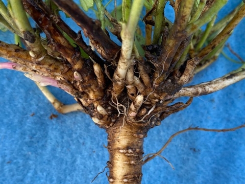alfalfa tap root and crown with crown buds and stems