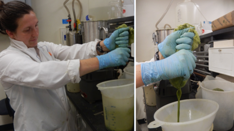 A scientist extracting alfalfa 