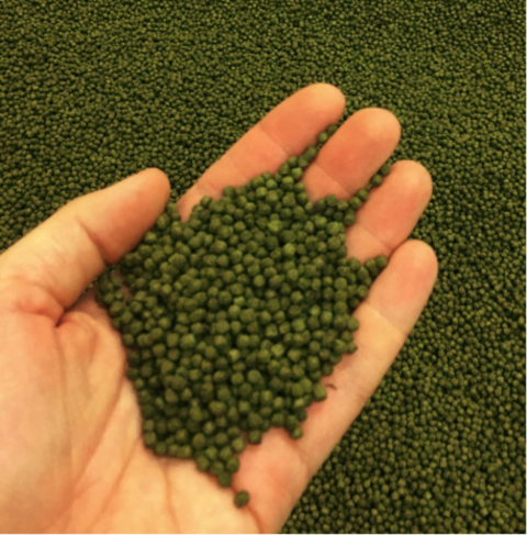 Green alfalfa pellets held out in a hand