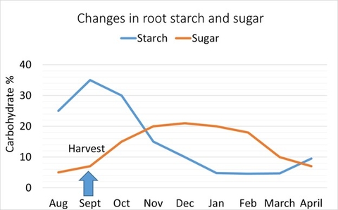 line graph of starch and sugar content in alfalfa over winter
