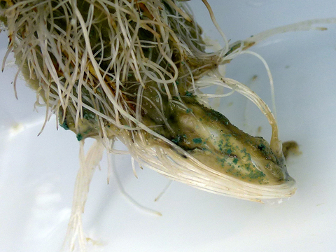White lettuce roots with green slimy speckles showing early signs of Pythium root rot and algae growth.