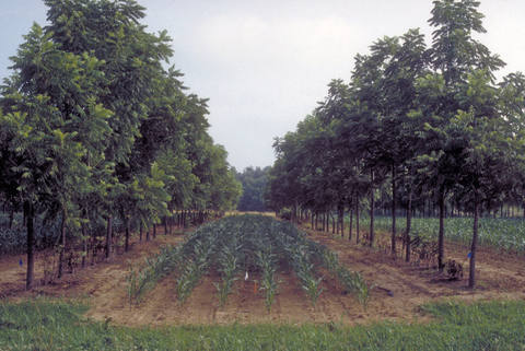 Annual crops like corn, provide annual income while long-term crops like walnuts mature.