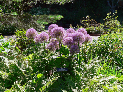 Round-headed purple flowers on narrow green stems growing amidst ferns with an evergreen tree in the background.