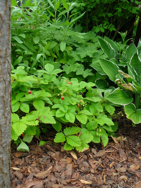 Alpine strawberry (Fragaria vesca var. vesca) planted in a home garden with sage, geranium and hosta.