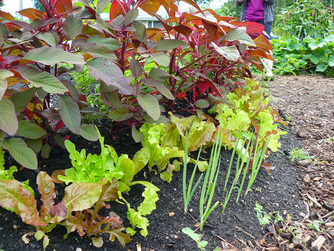 Rows of tall red amaranth, green leaf lettuce and young green garlic leaves in a garden.