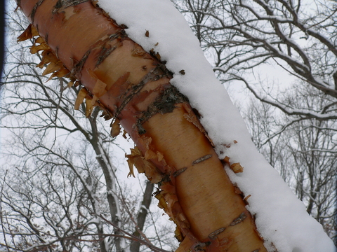Branch with tan, rough bark against a snowy landscape.