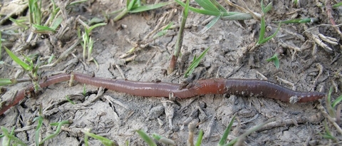 Long pink and brown worm on the ground