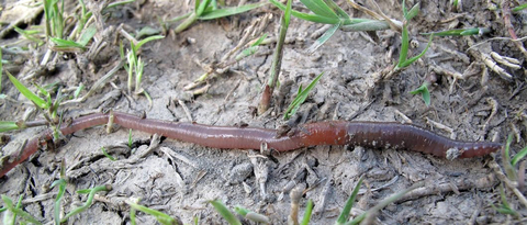 Angle worm crawling in the dirt.