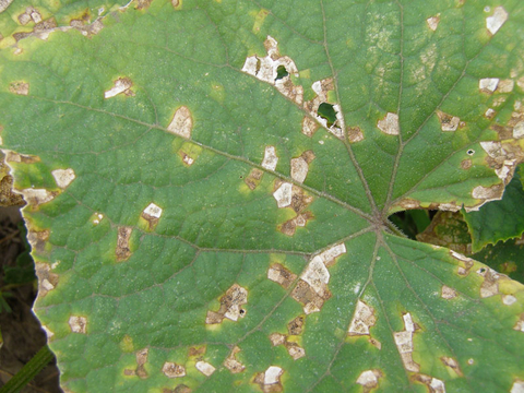 Green leaf with brown spots and holes from angular leaf spot.