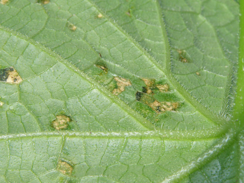 Close-up of green leaf with brown holes and spots from angular leaf spot
