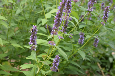 anise hyssop with bees -- long flowers with simple leaves