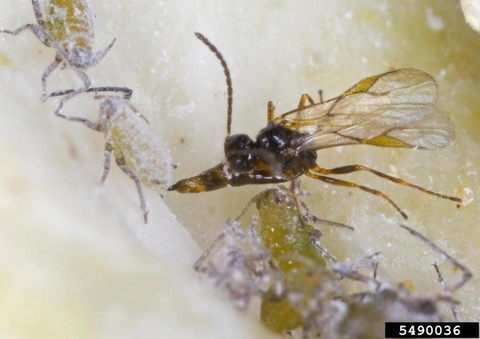 Adult wasp laying several eggs in an aphid.