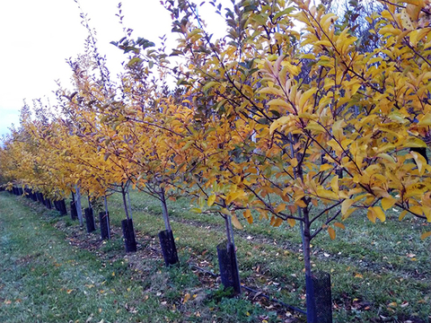Dwarf apple trees growing in a row in an orchard.