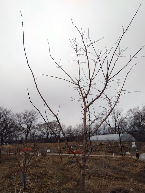 Unpruned apple tree on an urban farm.
