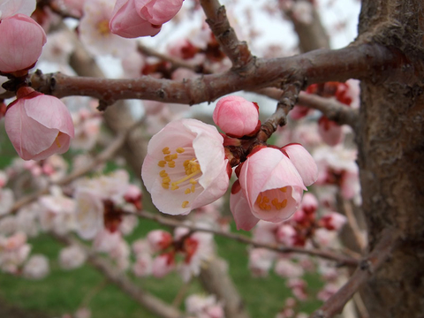 pink flowers with yellow centers on branches of a tree