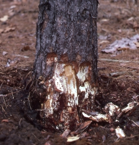 Base of a tree trunk with white mold on sections and pieces that look moist and peeling off