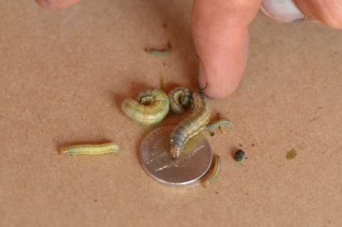 Several armyworm larval stages compared to nickel