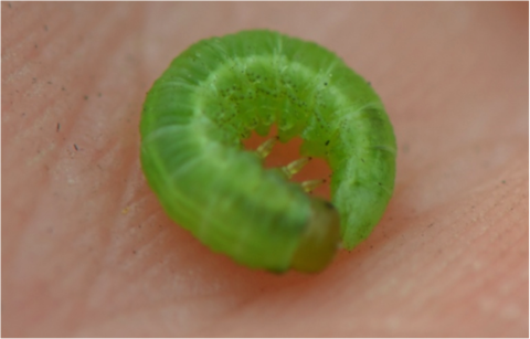 sawfly larvae