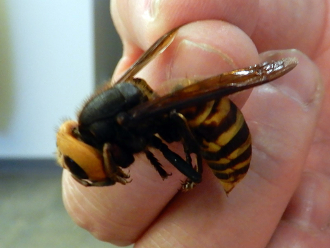 Very large hornet with yellow head, black midsection, and yellow and black striped lower body in a person's hand. The hornet is as long as the person's second finger from the tip to the knuckle.