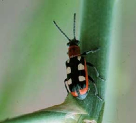 Common asparagus beetle with 6 cream-colored spots crawling on stem