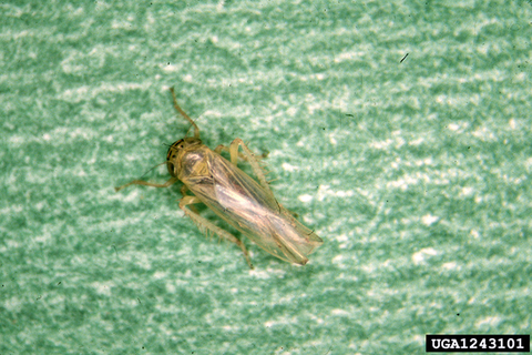 Adult aster leafhopper with green background.