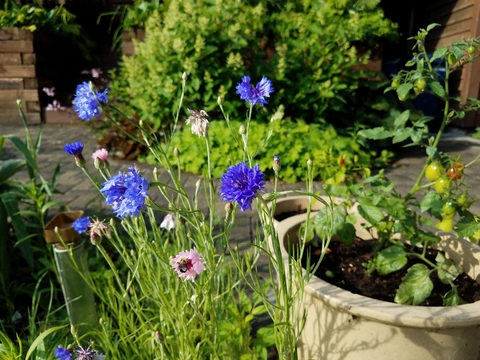 Blue and pink bachelor button flowers (Centaurea cyanus) in a home garden with potted cherry tomato in background.