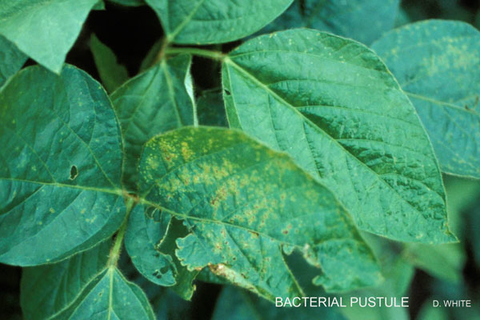 several leaves with yellowish areas and holes in them caused by bacterial pustule.