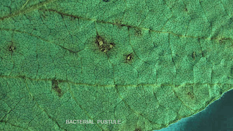 green leaf with bacterial pustules (blisters) cluster on it.