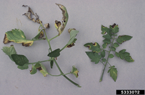 Tomato leaves with brown and yellow marks due to bacterial canker