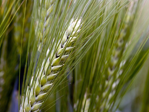Closeup of barley seed heads.