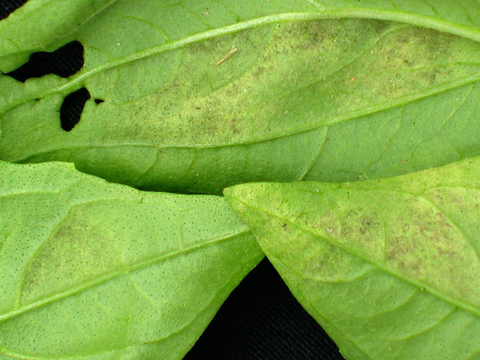 Basil leaves with spots from basil downy mildew