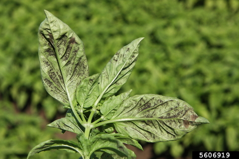 Closeup of a basil plant showing back of leaves infected with downy mildew spores.