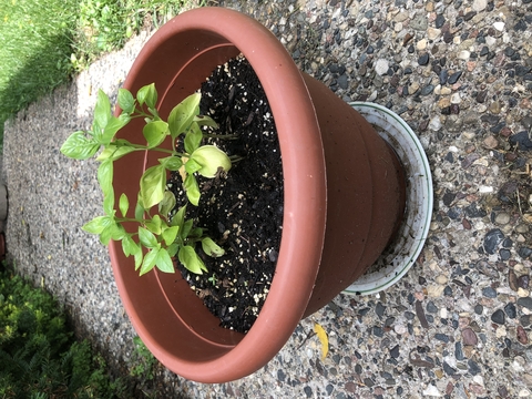 Basil plant with yellowing leaves at the bottom, growing in a round garden pot.