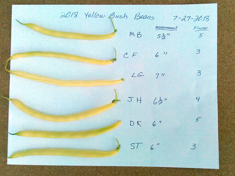 Six yellow beans laying horizontally on a white piece of paper with size and flavor comments written next to each bean
