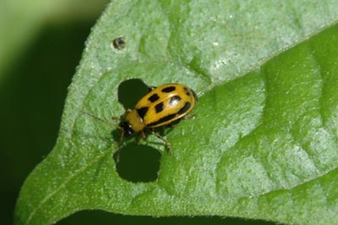 Bean leaf beetle eating into a bean leaf to make visible circular holes