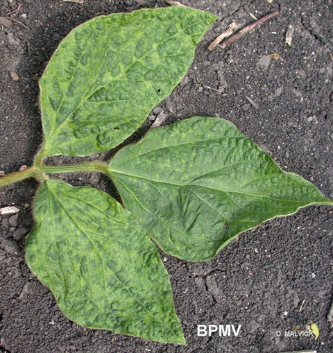 cluster of three soybean leaves with discolored spots.