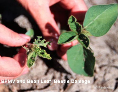 two soybean plants, one has no foliage due to bean pod mottle virus the other has holes in the leaves caused by leaf beatles.