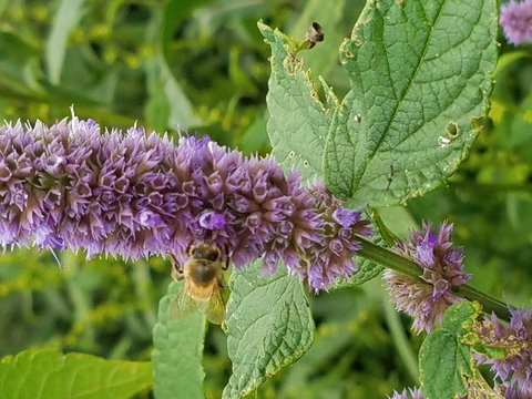 Yellow and black bumble bee on purple hyssop flower