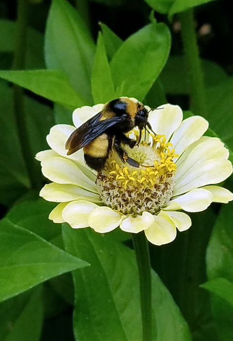 Black and yellow bumble bee on a yellow-green zinnia in front of green leaves.