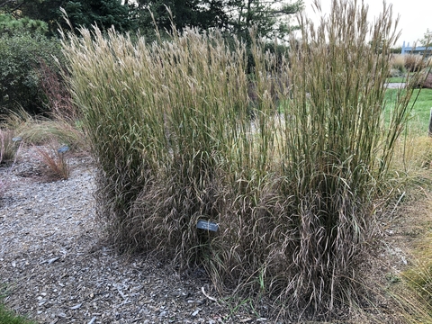 A 5-foot-tall grass growing in a line of 4 plants.